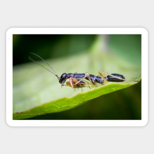 A juvenile Asian ant mantis (Odontomantis planiceps) Sticker